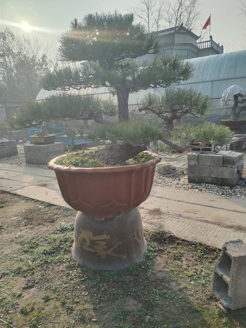 黑松山采黑松赤松盆景紫砂花盆大口径莲花盆景透气绿植罗汉松盆