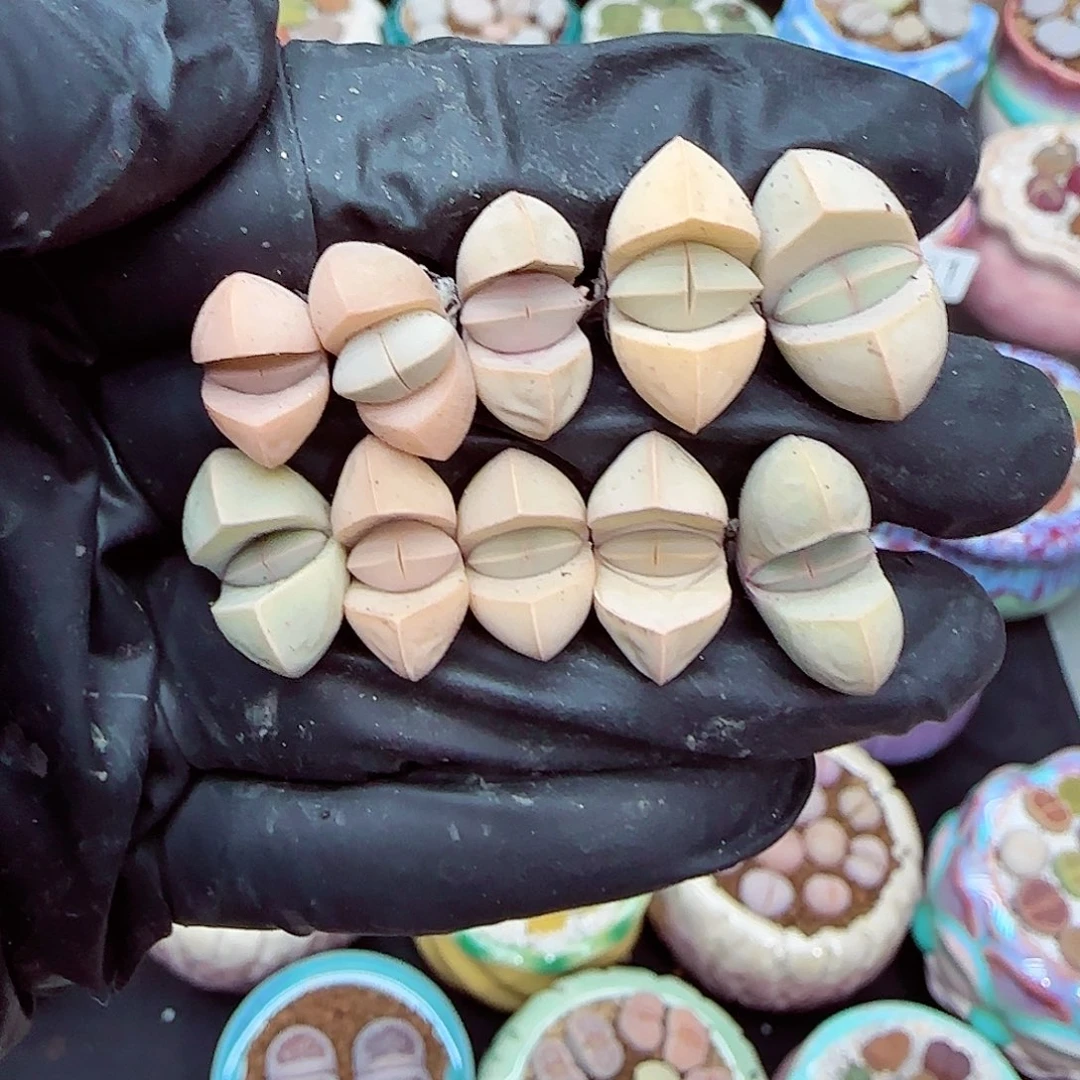 生石花满18包邮0104-130