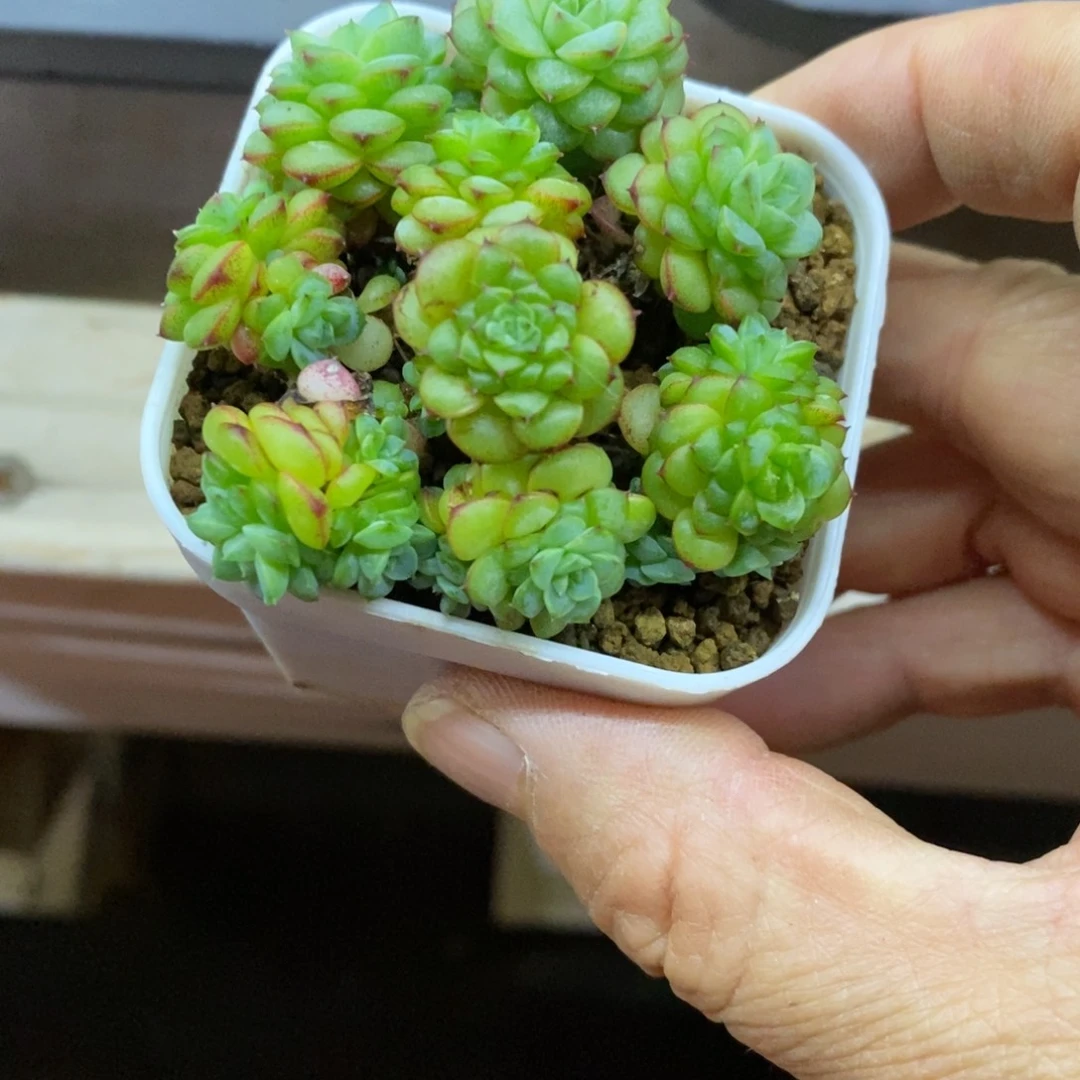 精品多肉一物一拍不包整216