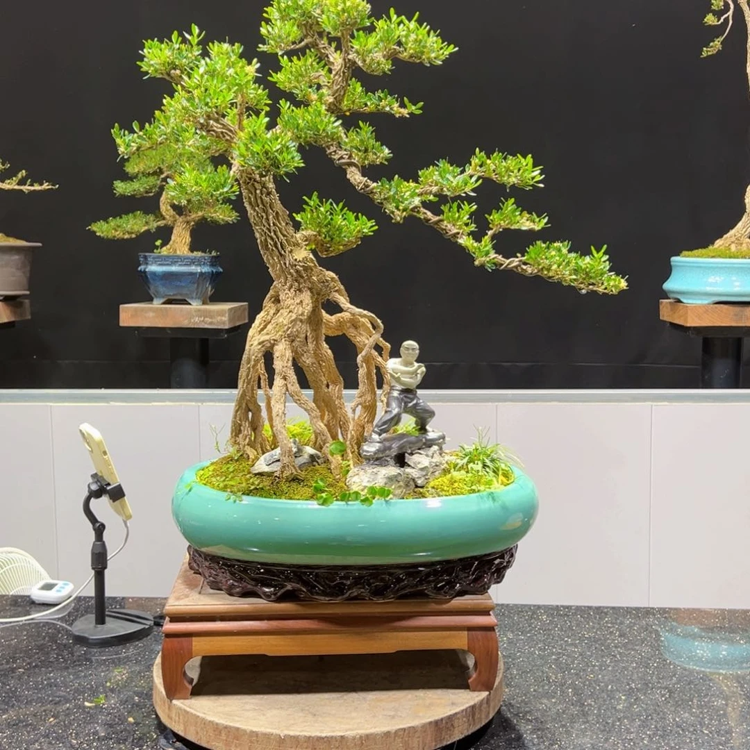 四季常青老桩黄杨盆景