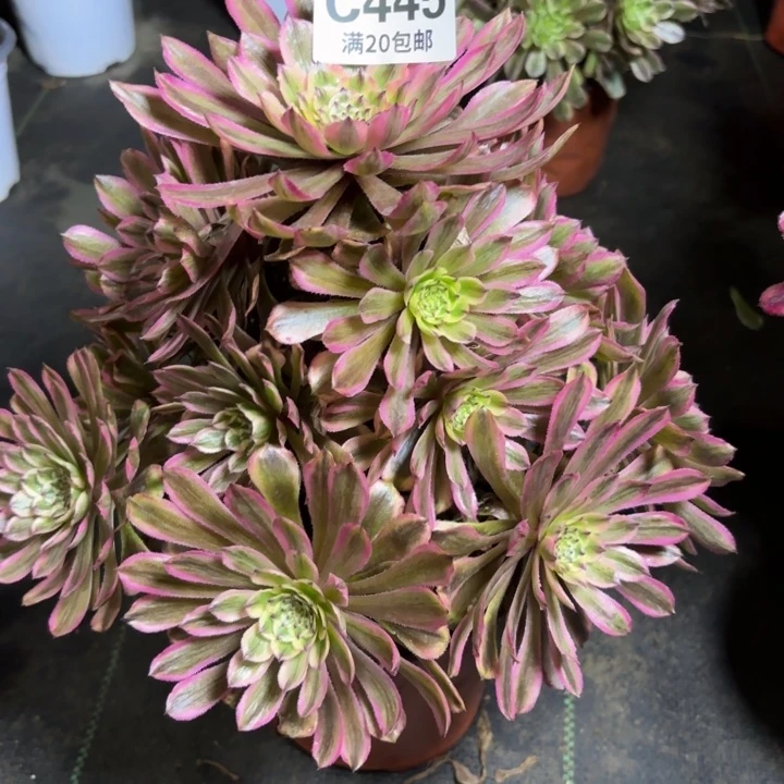 瑞妈一物一拍 445