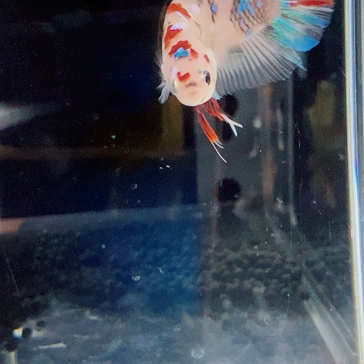 锅***肉斗鱼黑60号巨丢将军