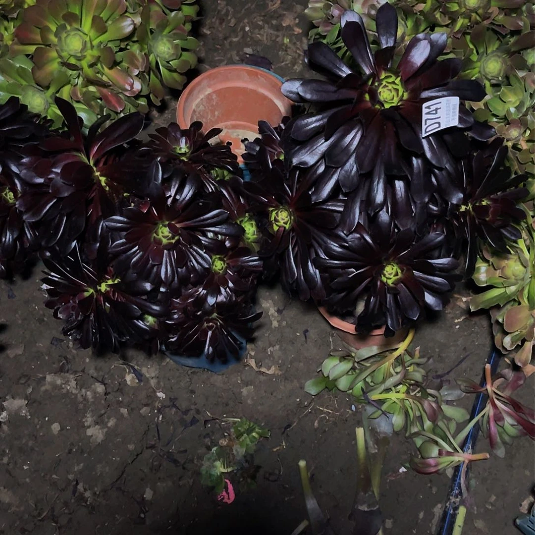 两盆法师13-18包邮法师