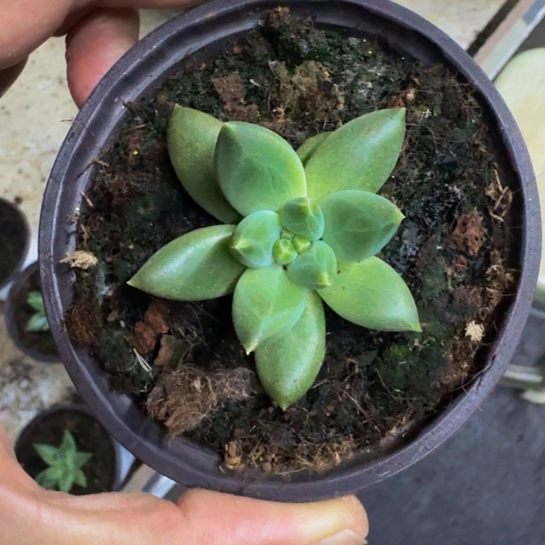 TTN 叶插 一物一拍