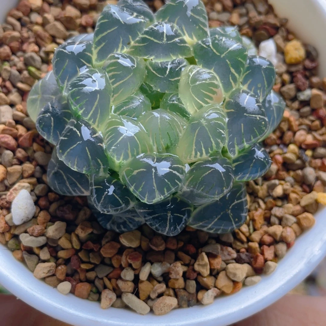 45.十二卷实生玉露锦。