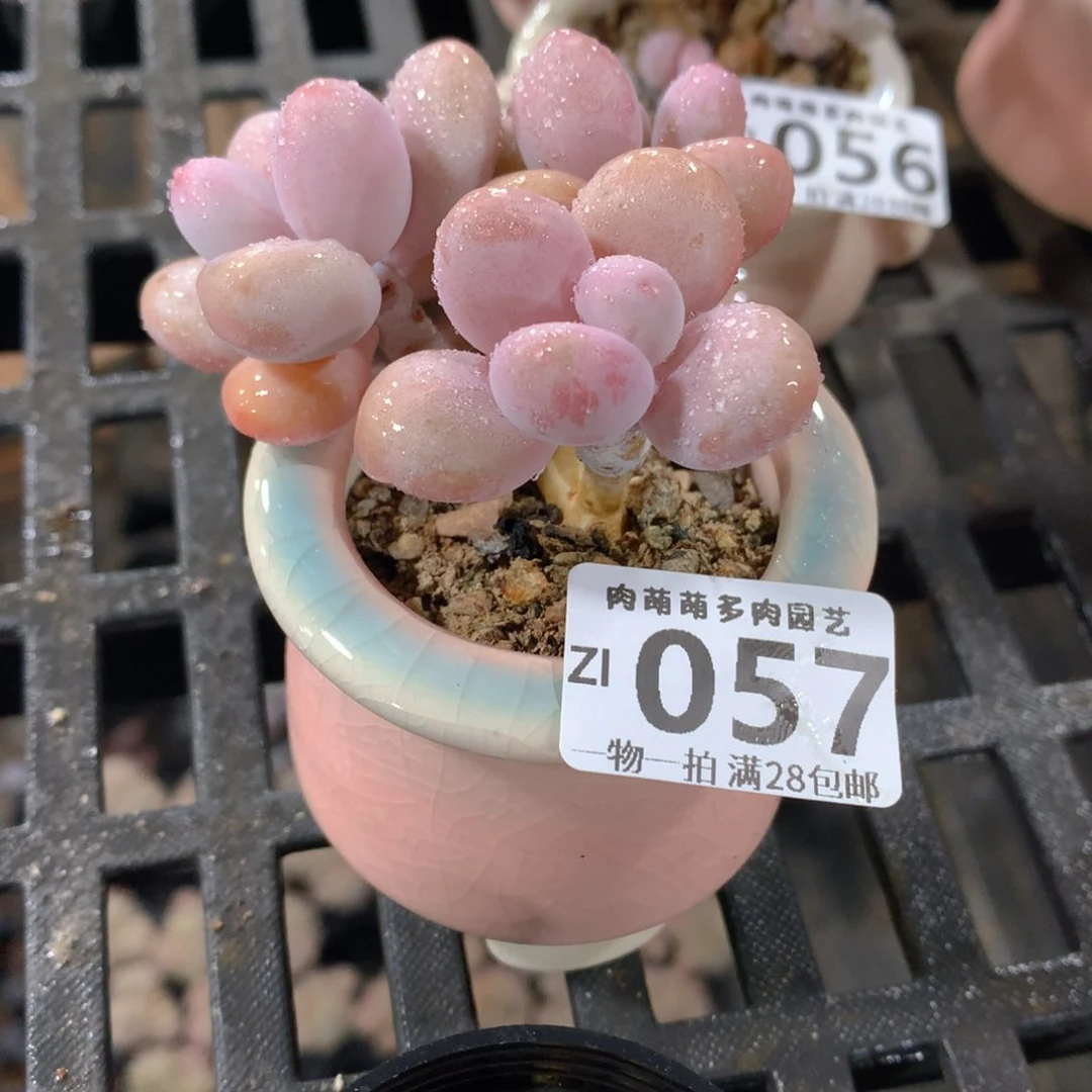 肉萌萌拇指盆精控多肉ZI057