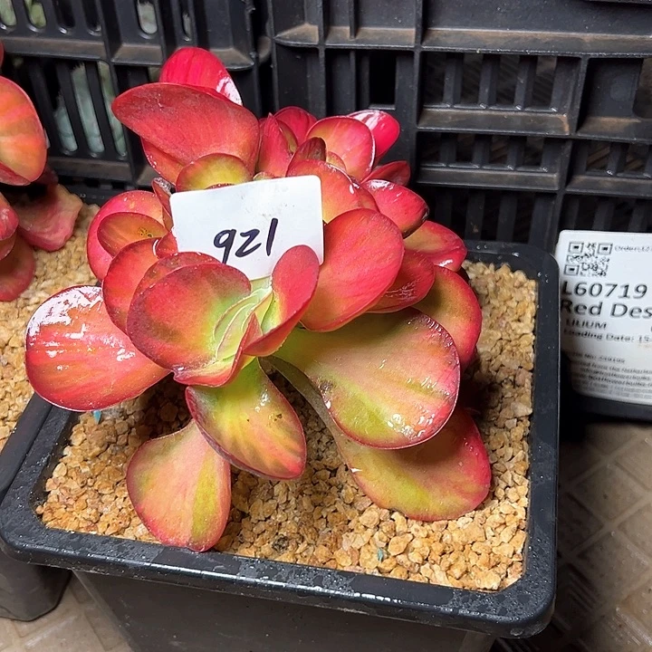 鲜***儿921////////////