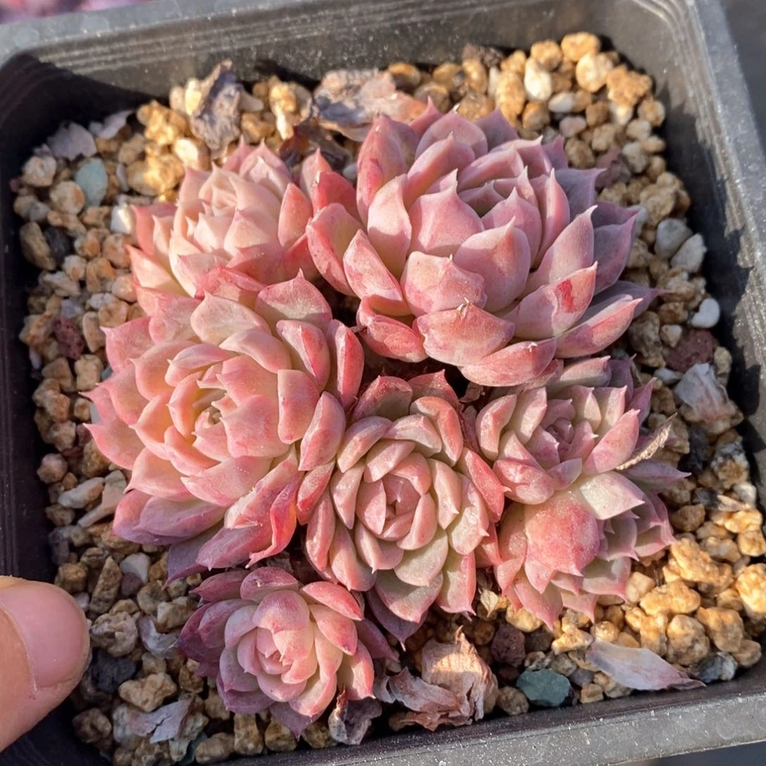 精品多肉一物一拍128