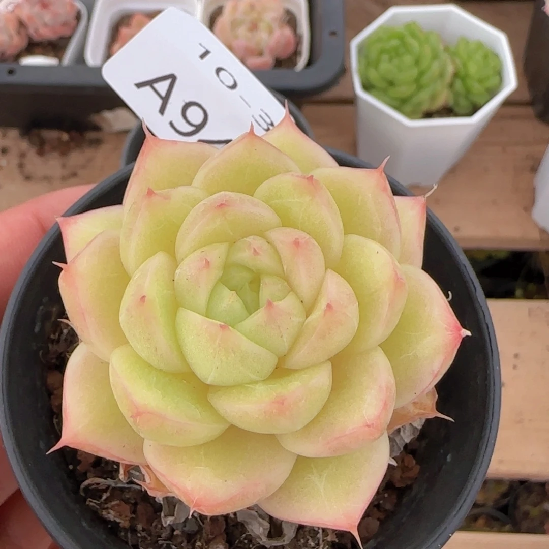 包子麦秆单头一颗