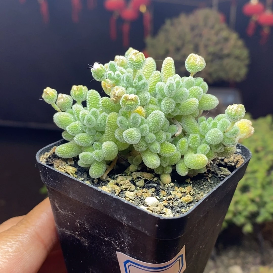 无花朵35号优选冰晶枝干