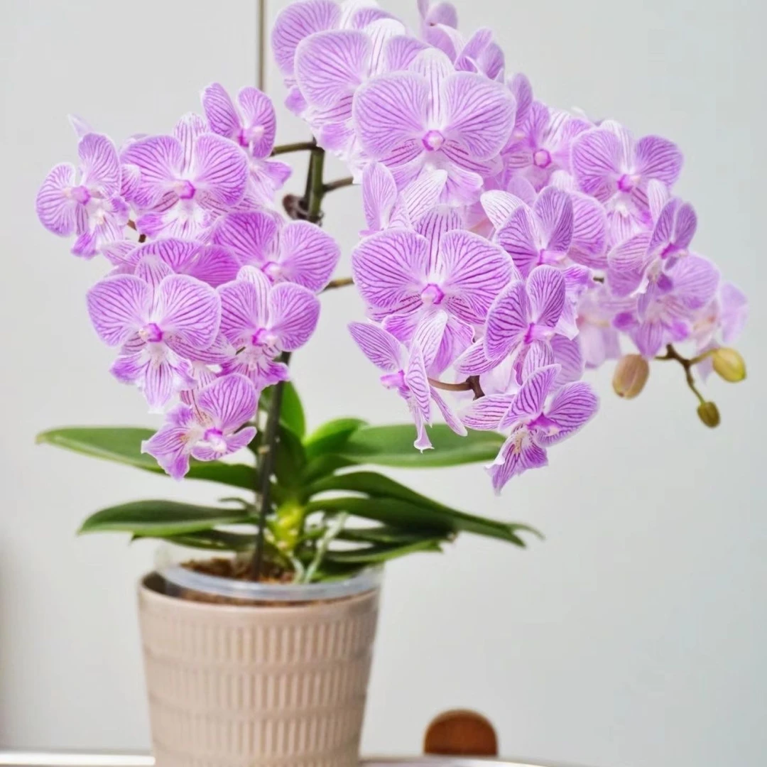 【王大拿】《曼塔佩尼达》精品蝴蝶兰带花苞鲜花发货高档新手好养