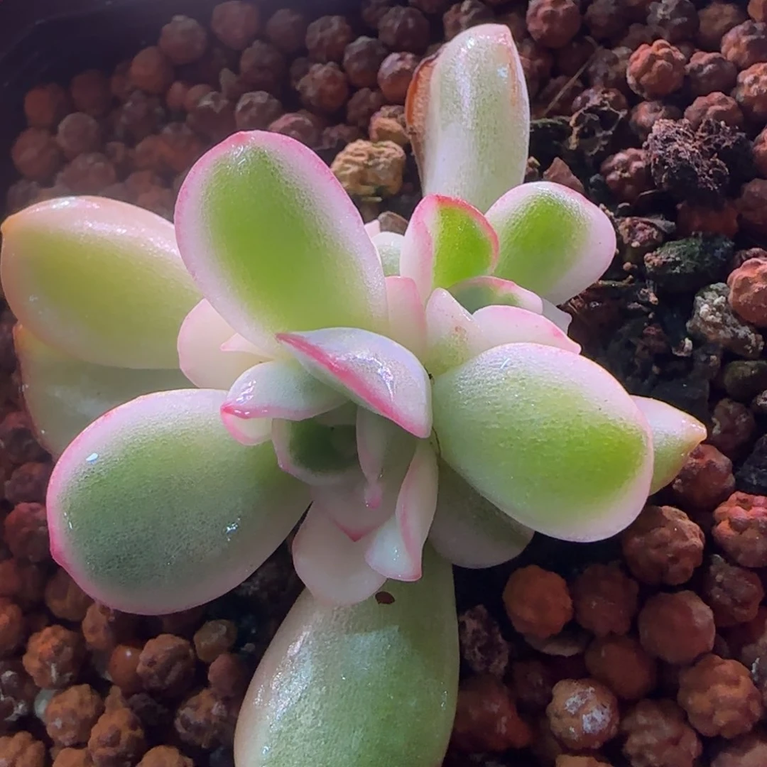 雨燕座白锦 群 多肉植物