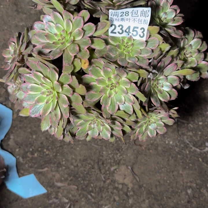 23453紫霞多肉植物