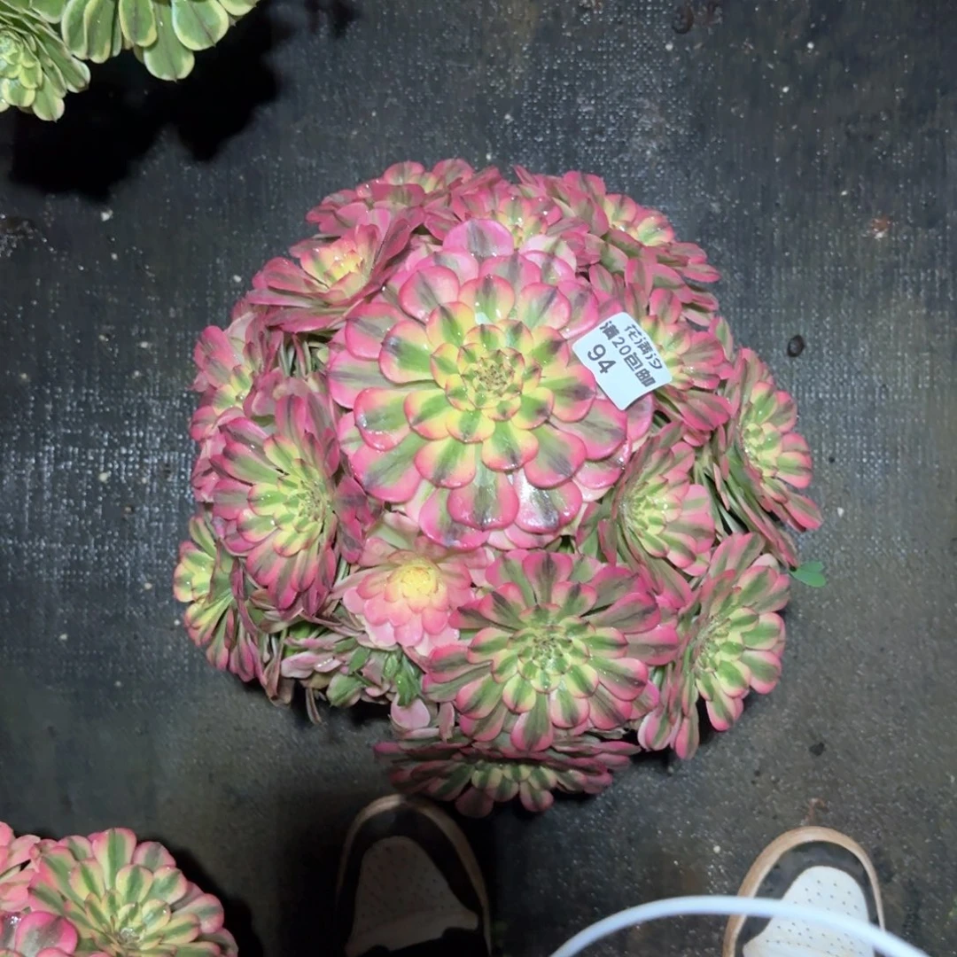 粉钻法师多肉植物94