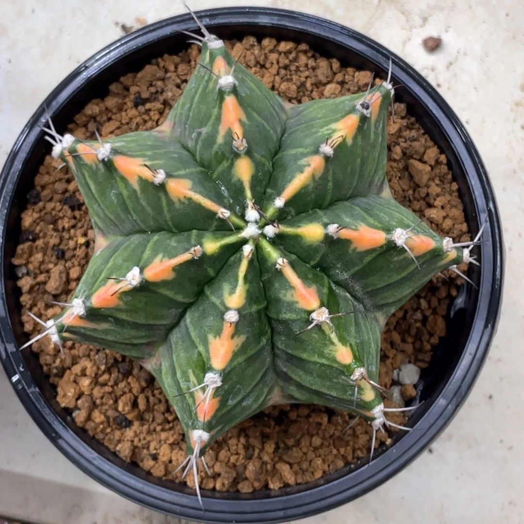 当前无花朵，栽培后可花朵臀锦规律棱背箭头V