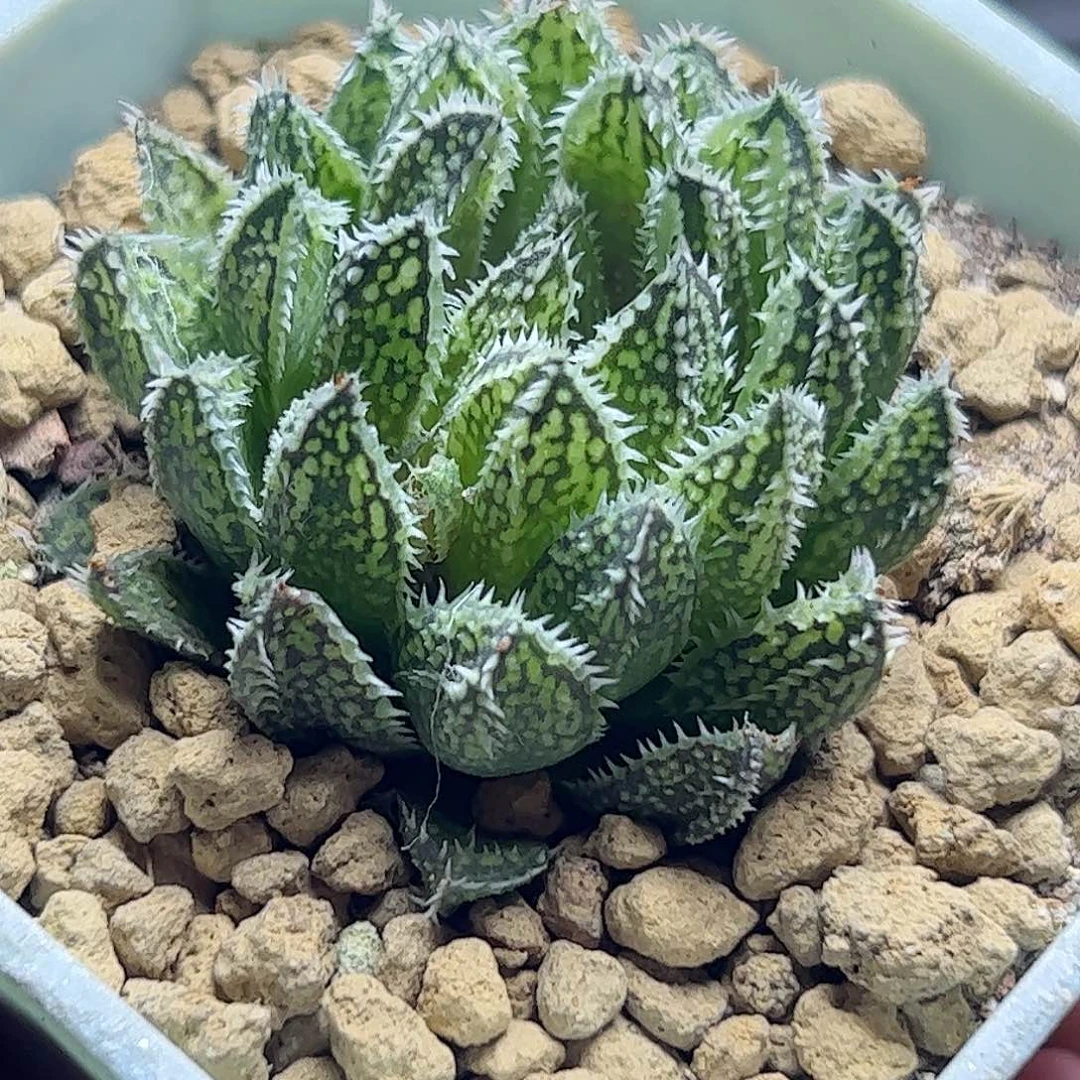 貔晰十二卷十二卷