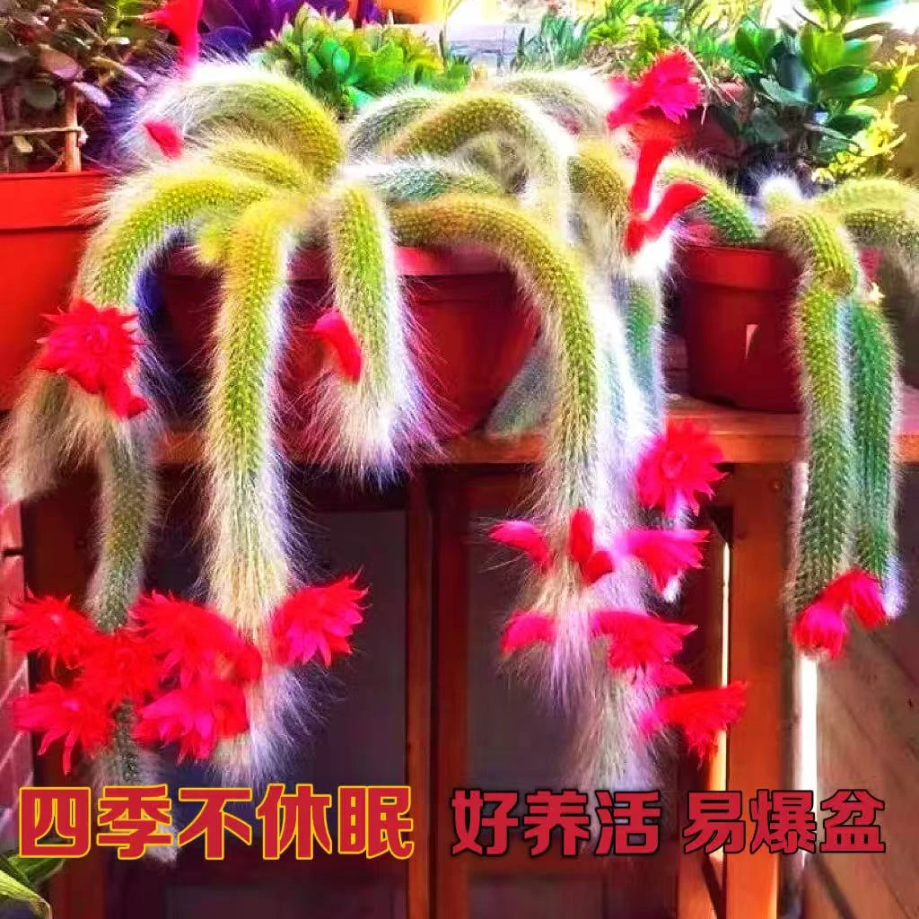 九尾狐多肉植物 会开花长毛仙人球 室内外室露养好养10-12厘米