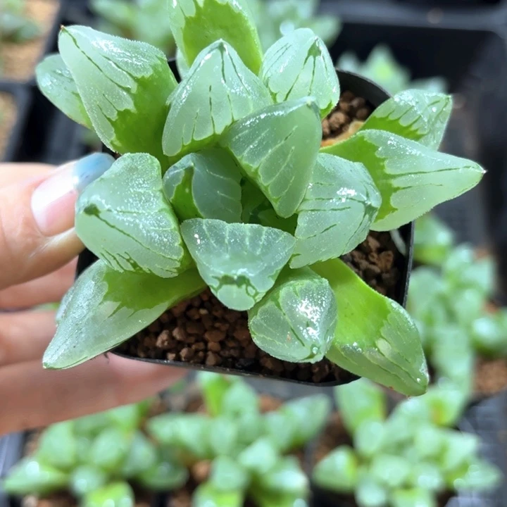 母本冰城寿多肉植物