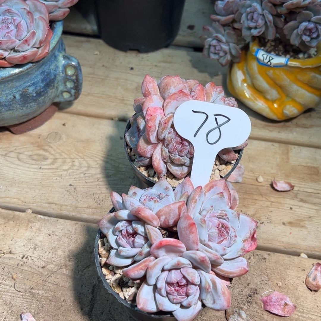 78号两个四头福利组合