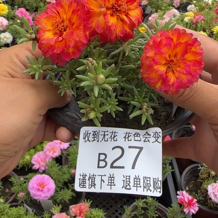 当前无花朵，栽培后可花朵B027超小苗盆口10cm