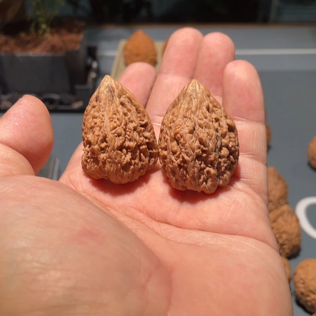 文玩核桃把件终****策塔尖30