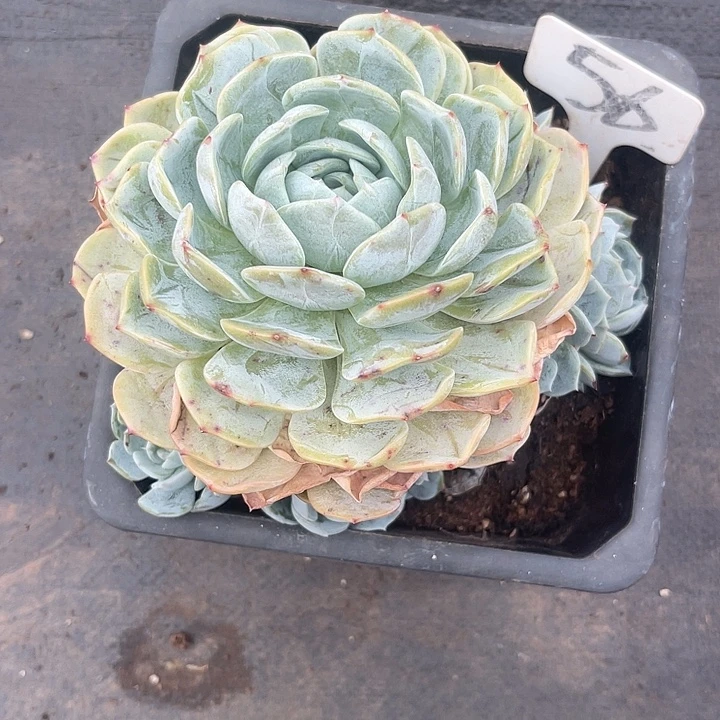 晨语多肉，一物一拍56劳林