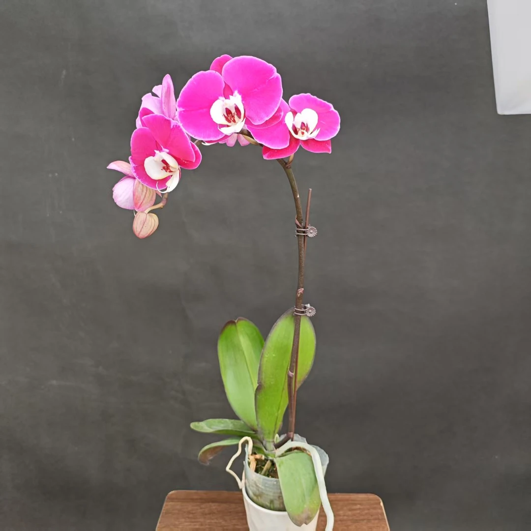 森境【米歇尔】蝴蝶兰（完全开花）