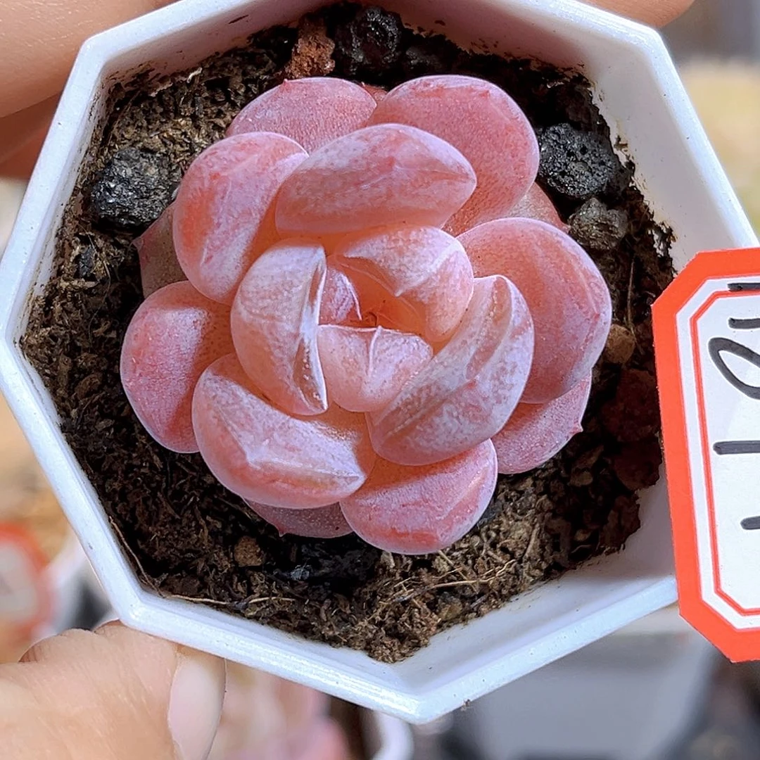 H874 糖果派04A  满18包邮