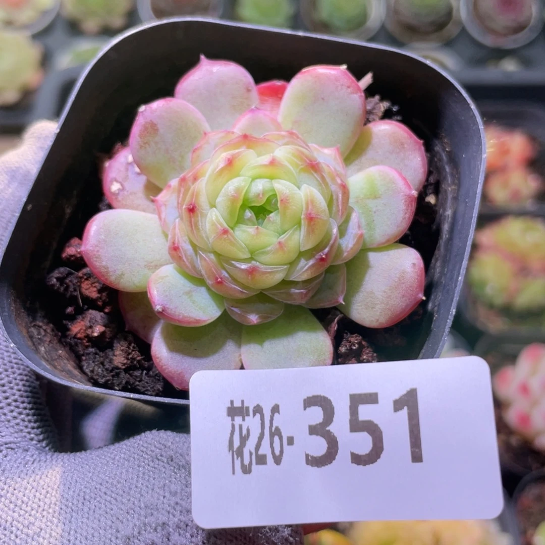 花利美26-351新品