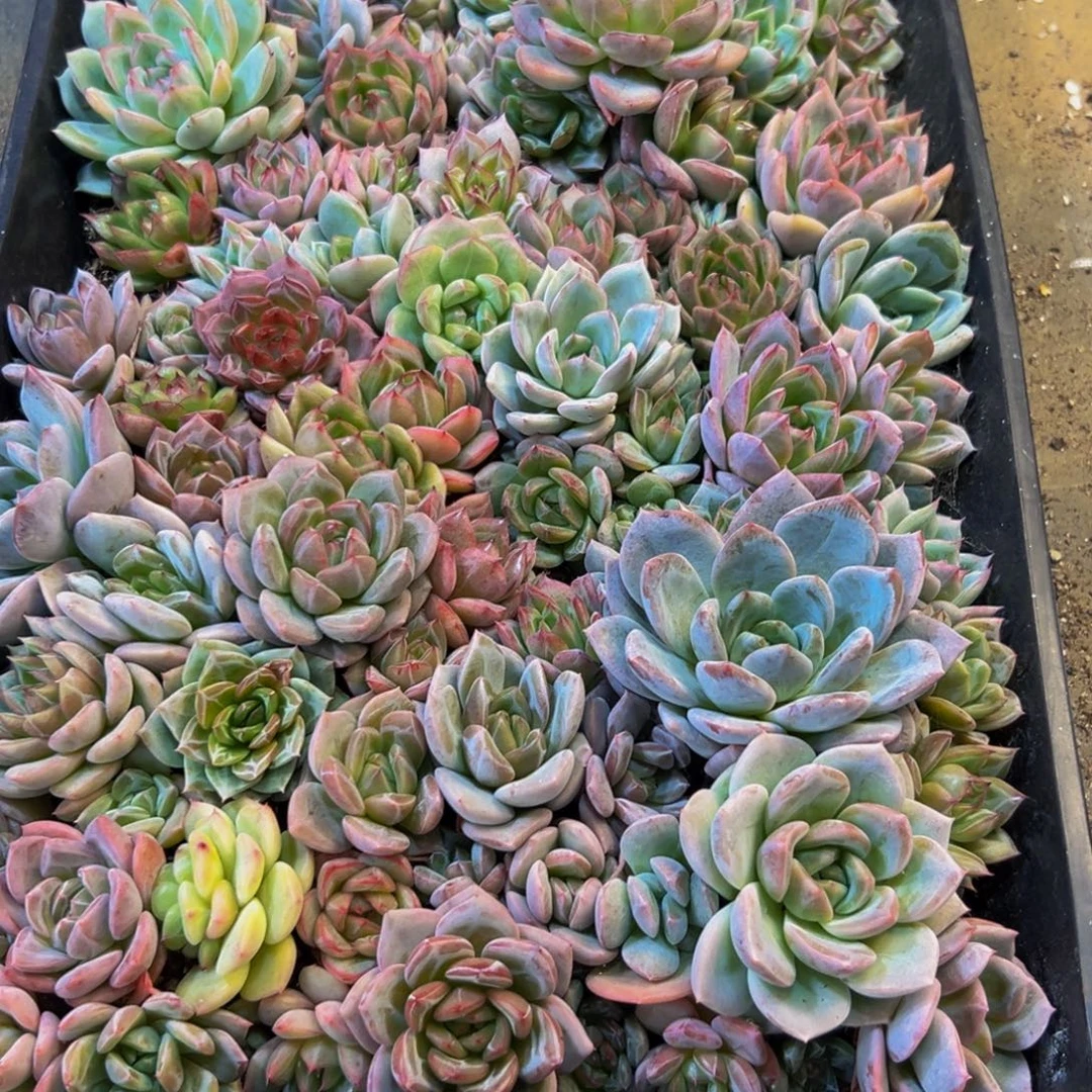 讨***菜746多肉植物和植物在