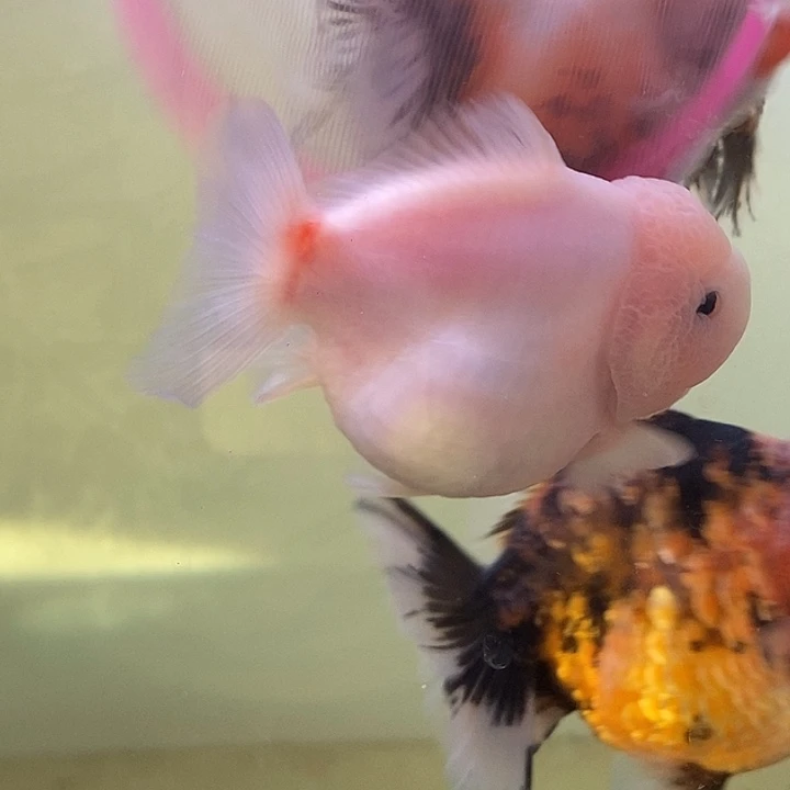 海水鱼精品泰狮系列