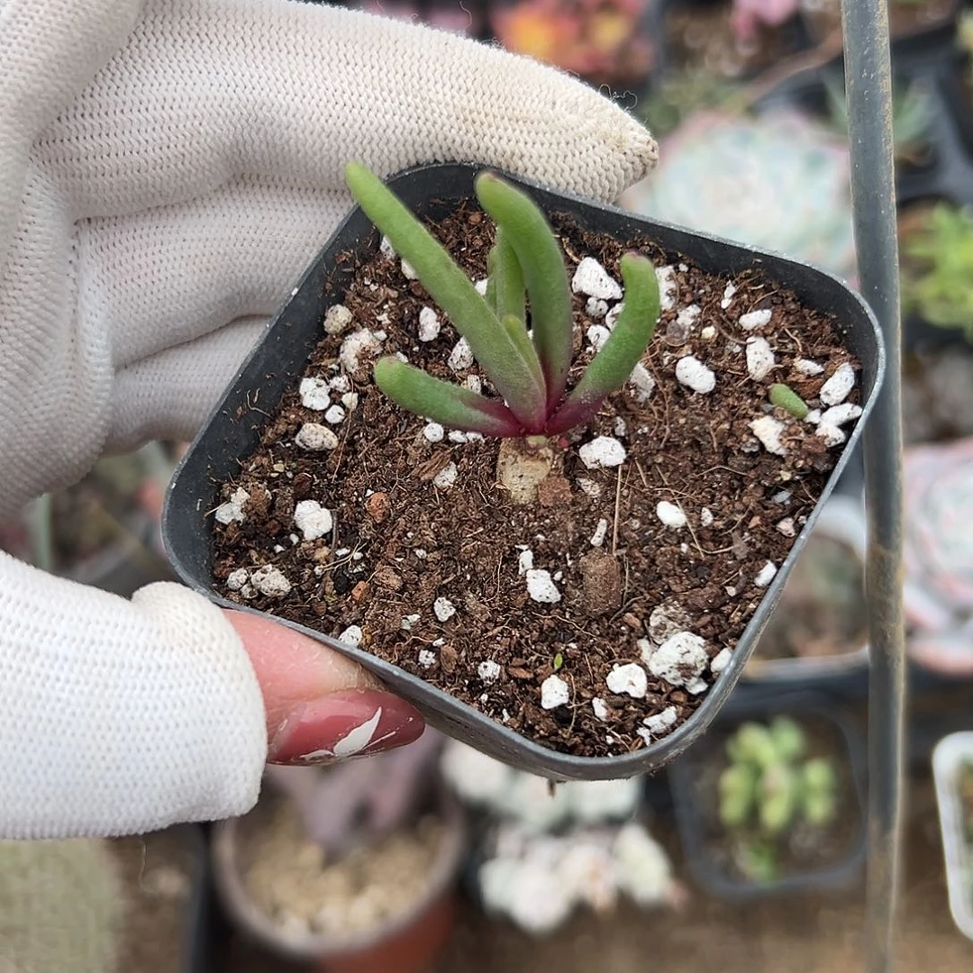 多肉植物淡青霜单头