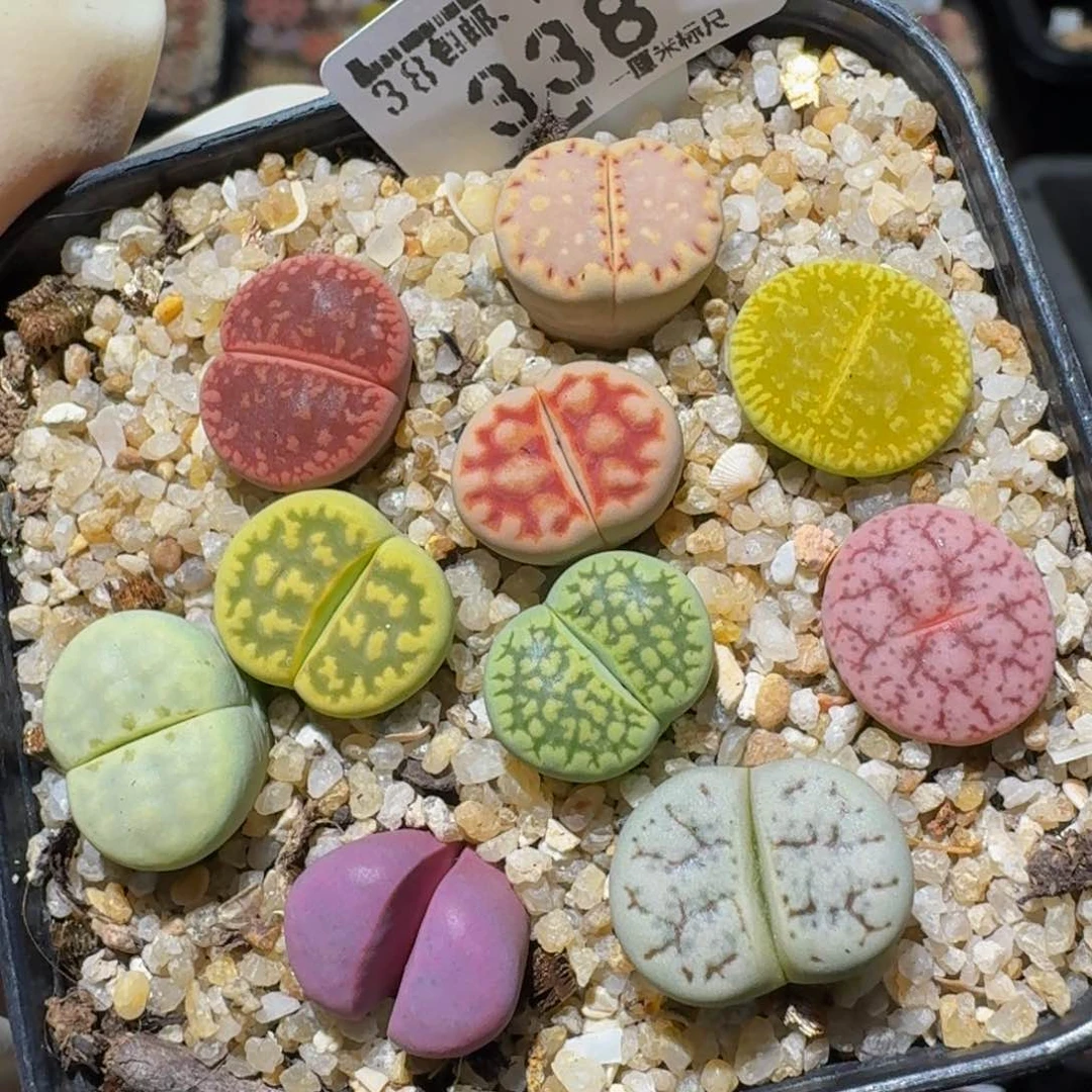 Zzzzxp生石花肉锥子338