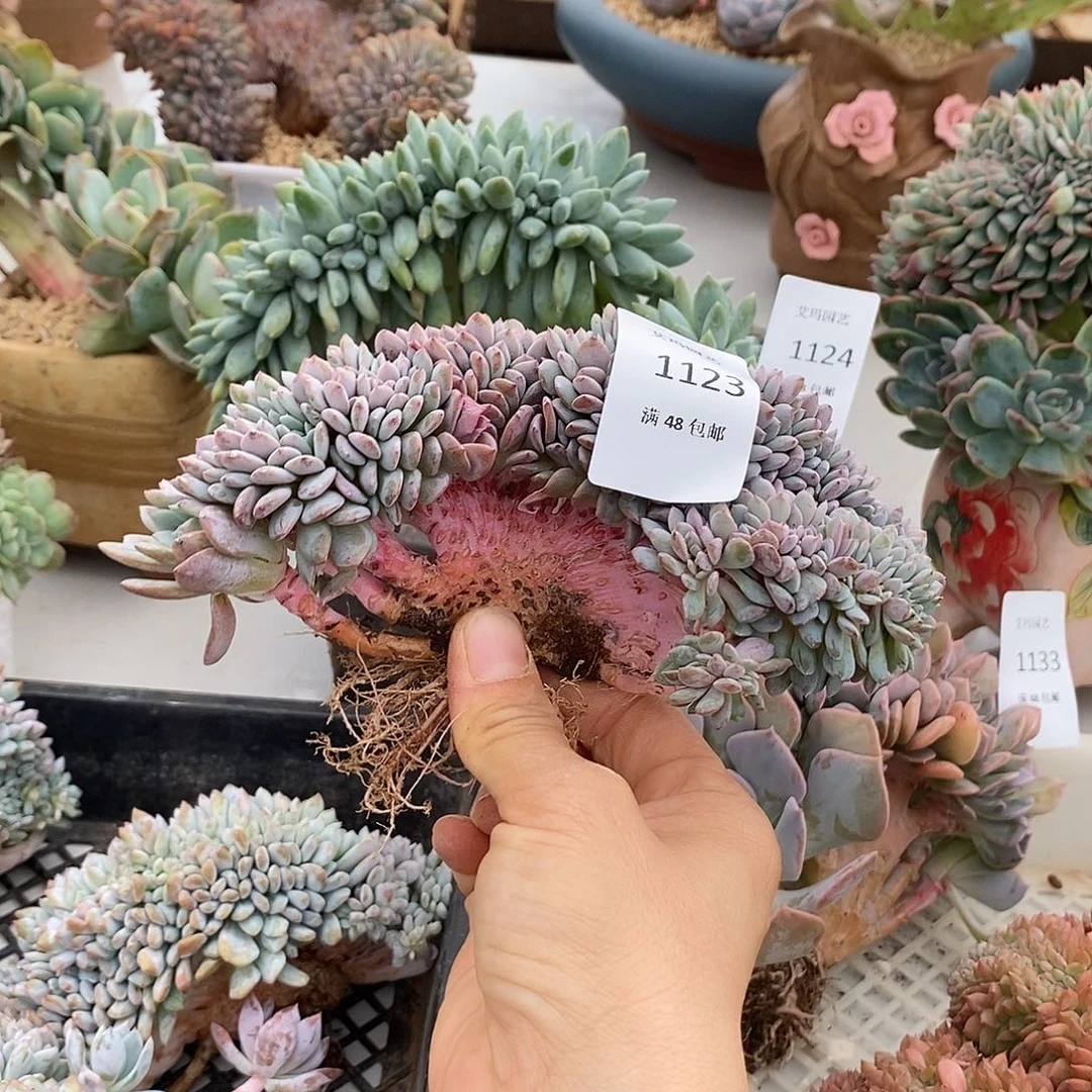 海棠花缀化多肉多肉1123