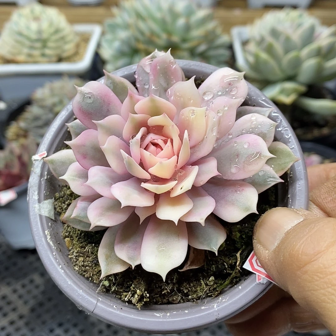 13197 粉蝶覆轮锦