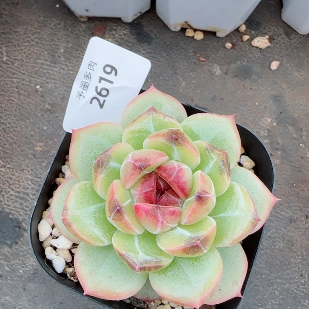 乌云，2619多肉植物