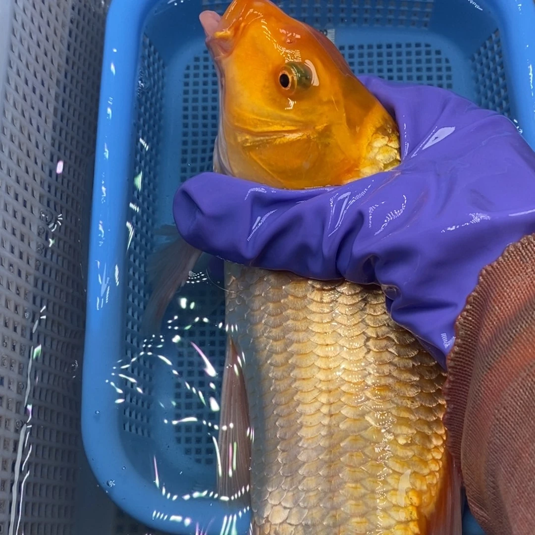 锦鲤冷水锦鲤包邮