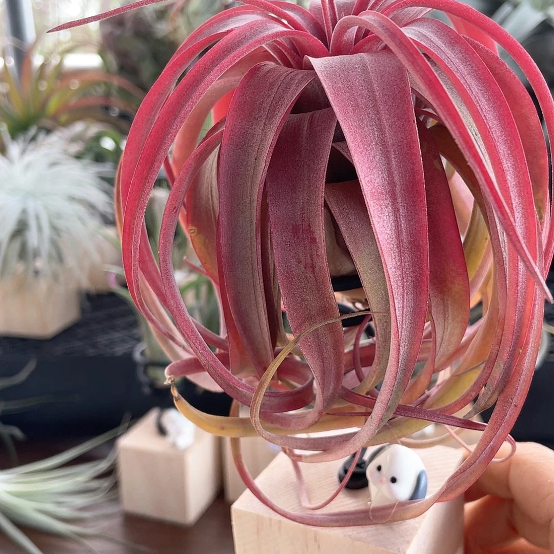 艾瑞克2号空气凤梨