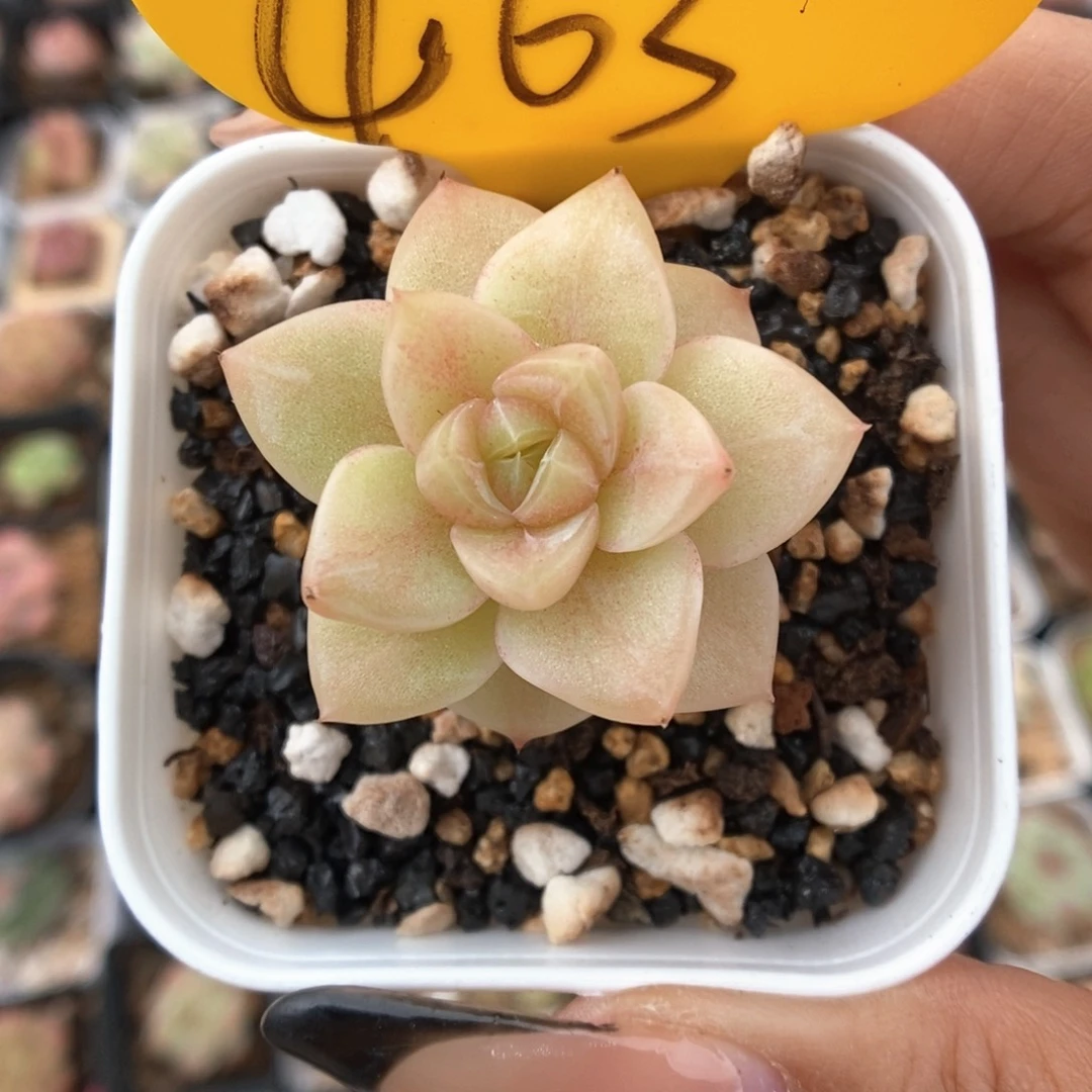 Z***c糖心珍妮463号。