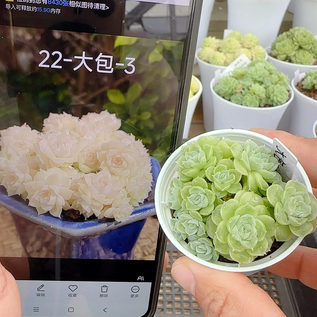 【闪购商品】0924-88（大包-3）