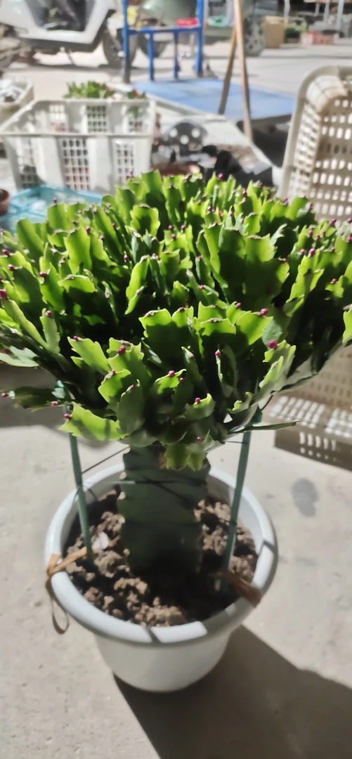 一层嫁接蟹爪兰盆栽带盆多色嫁接重瓣新品四季开花好养花卉植物