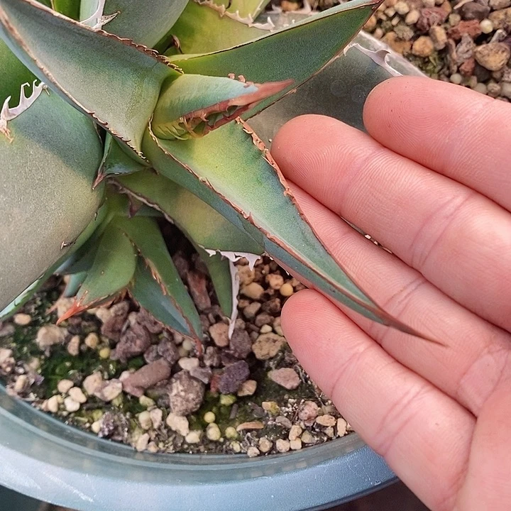 多肉植物龙蛇兰植物