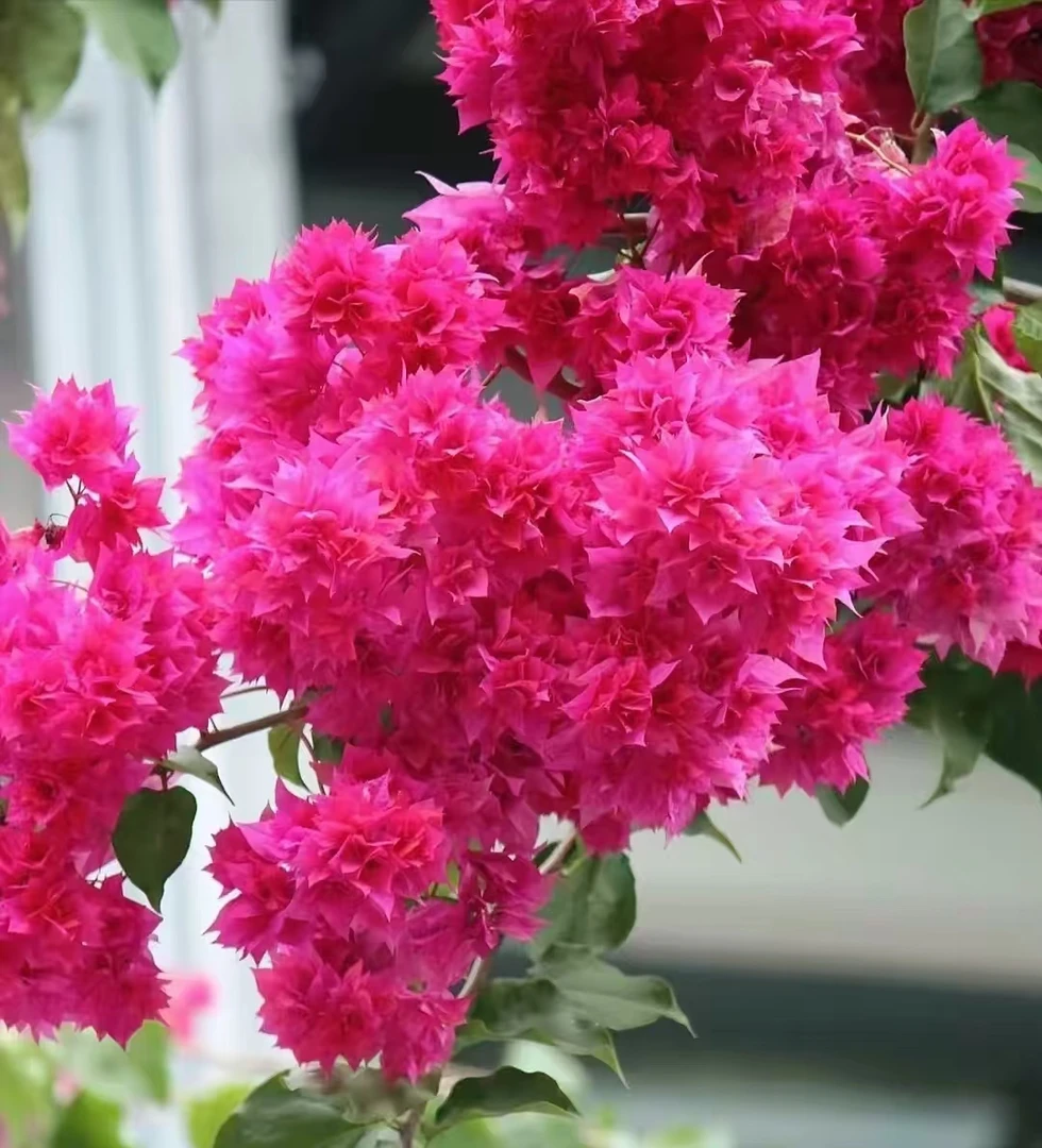 （重瓣红带花）三角梅原生小苗袋苗福建漳州基地发货包品种对版