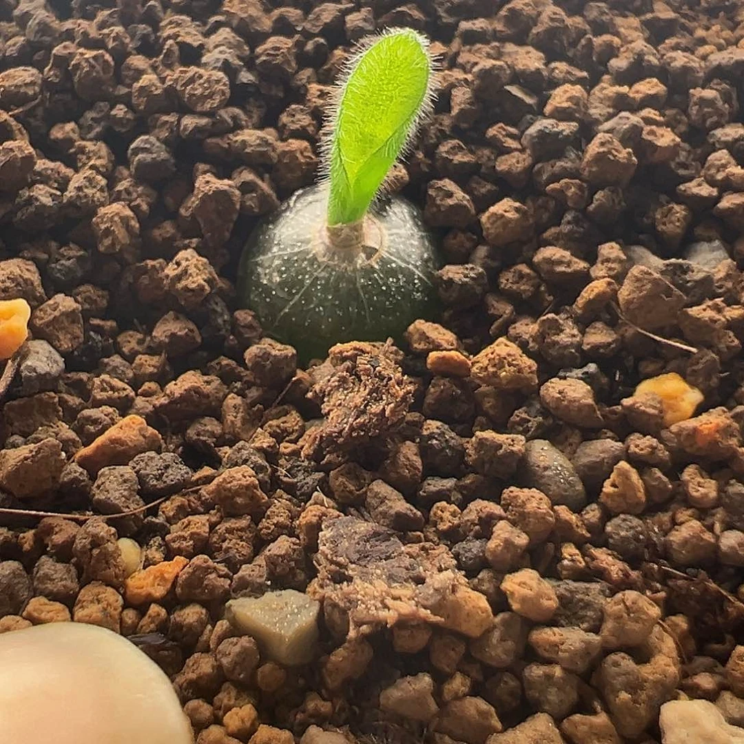 N****'106号长睫毛10.16多肉