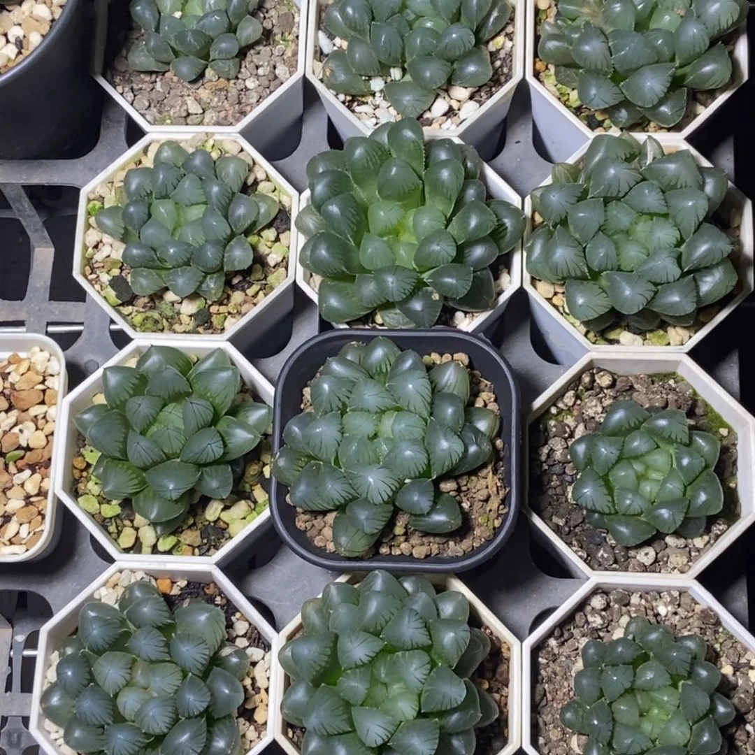 实生玉露4颗择优发货