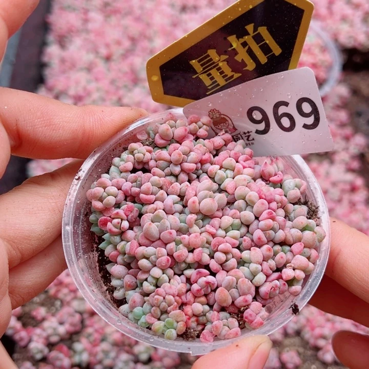 多肉植物多肉植物