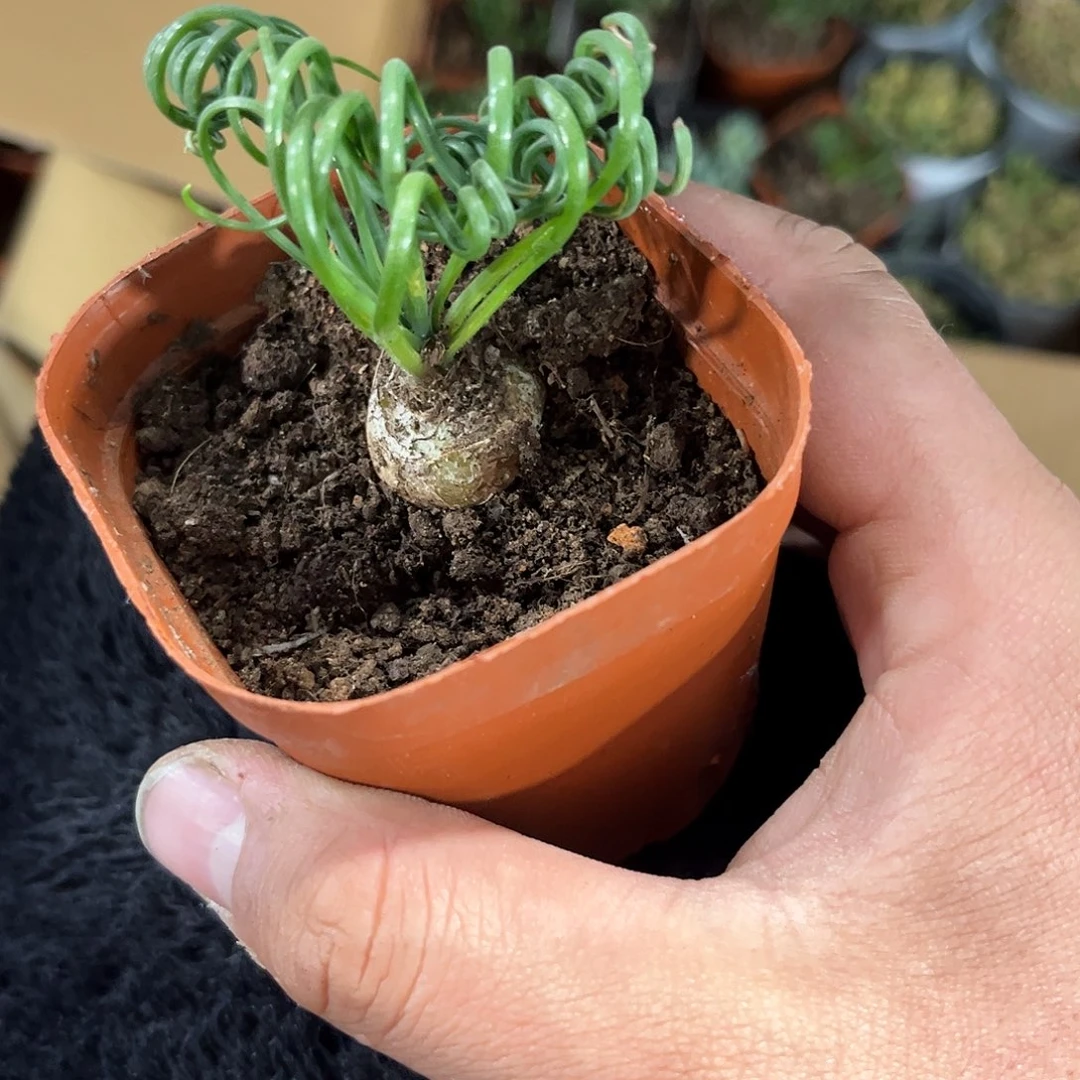 弹簧草单头发货有根