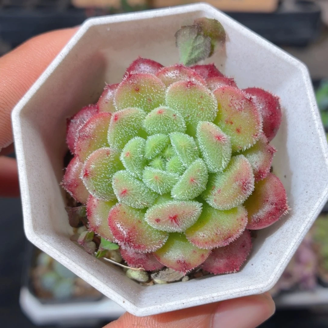 卡罗尔多肉9.9包邮发货