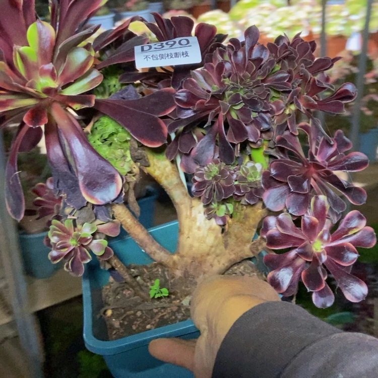 【闪购商品】390欧嘉莉多肉