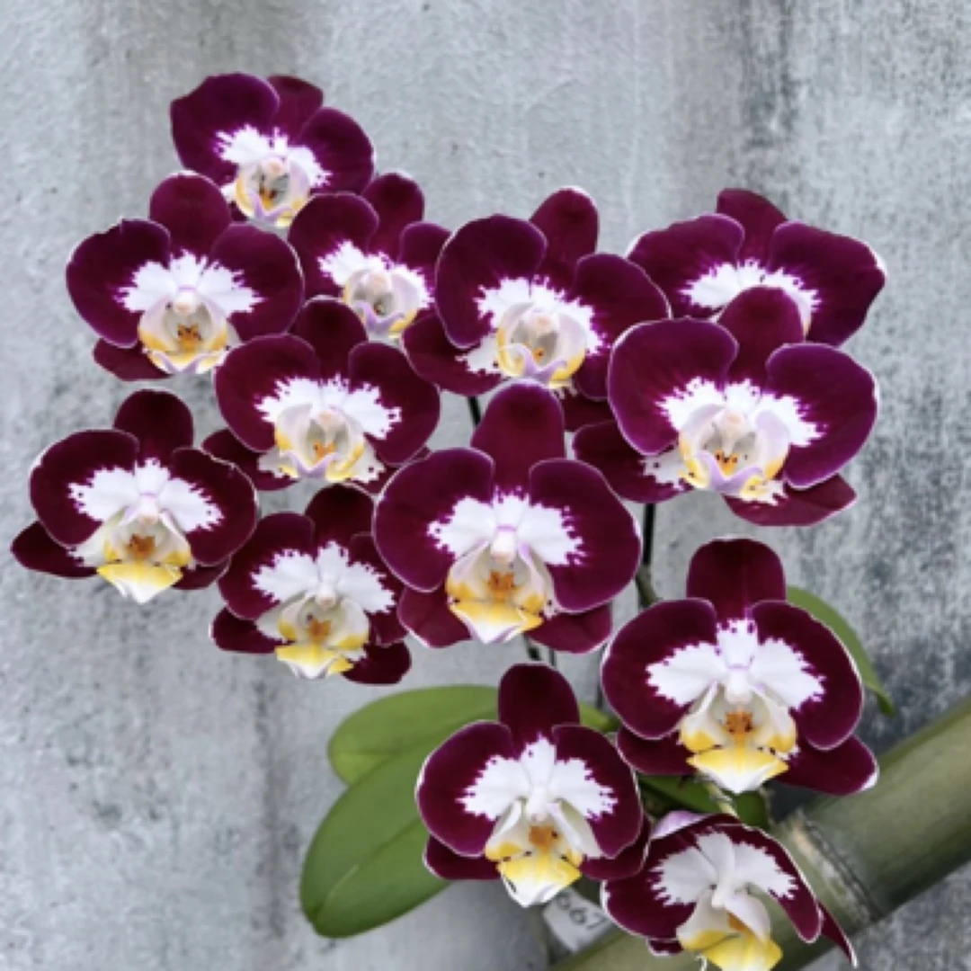 蝴蝶兰花苗1.7寸（双星）无花剑90号色